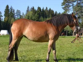hästar shetland och russ i Virestad - Annons 17