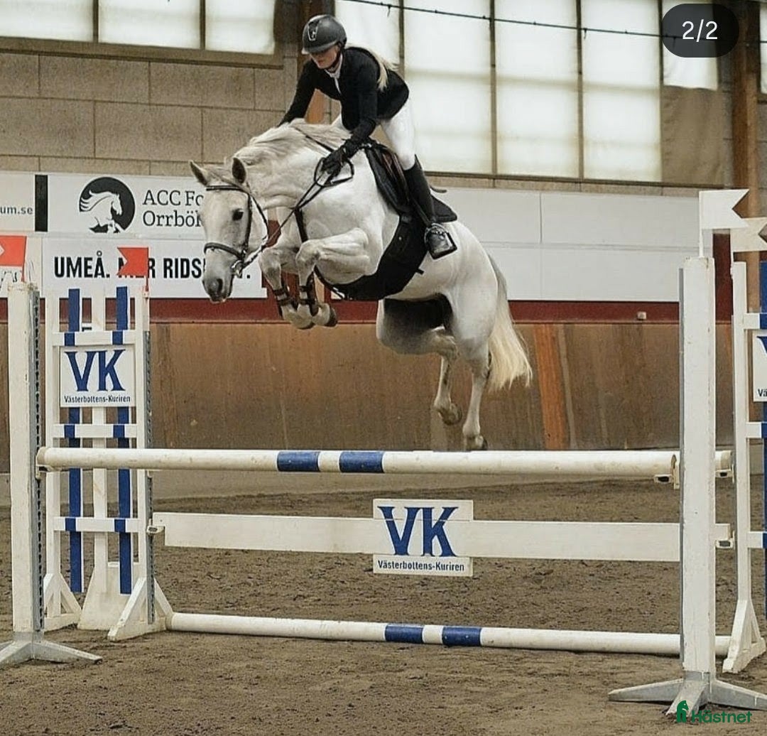  hästar Avelssto med meriter - Annons 7