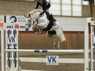 hästar Avelssto med meriter - Annons 7