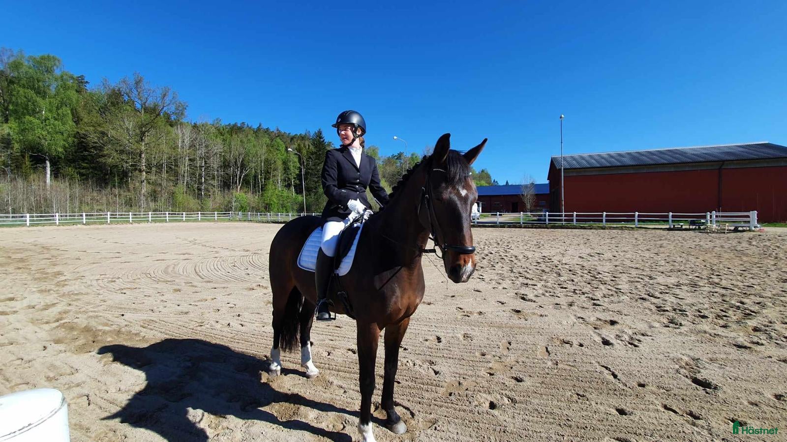  hästar Läckert sto i Norrtälje - Annons 5