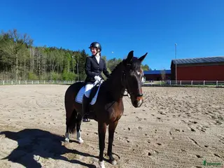 hästar Läckert sto i Norrtälje - Annons 5