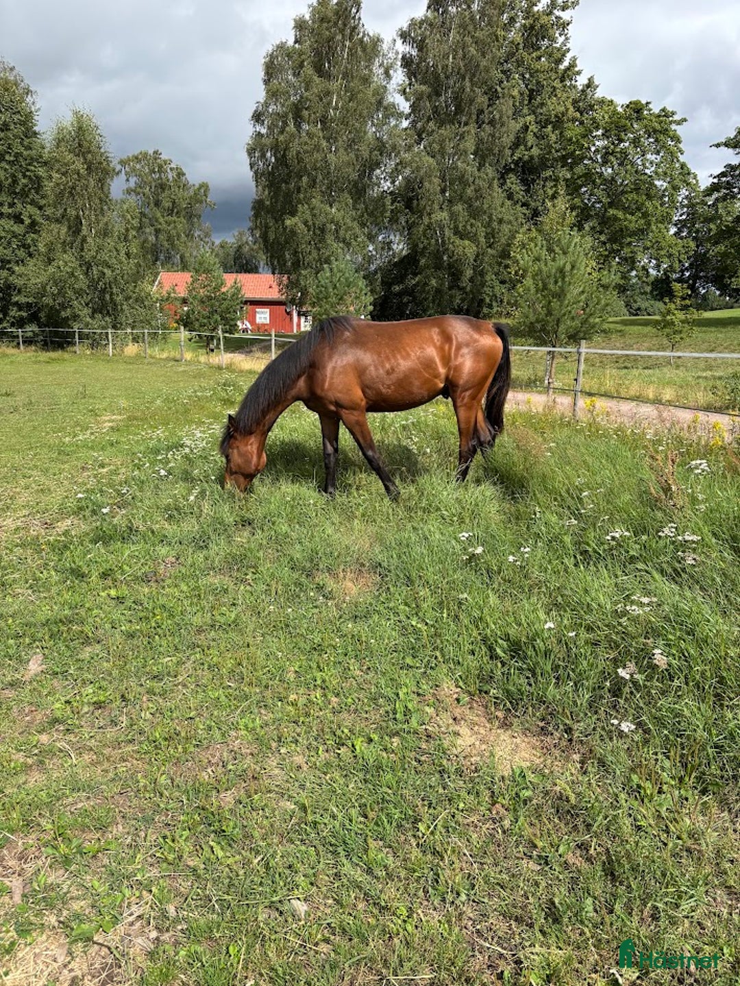 Hoppning hästar till salu: Lovande 1 åring i Hova - Annons 4