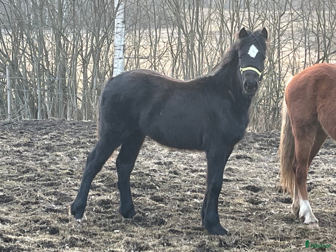 Allround hästar till salu: Snygg, svart hingst i Åtvidaberg - Annons 4