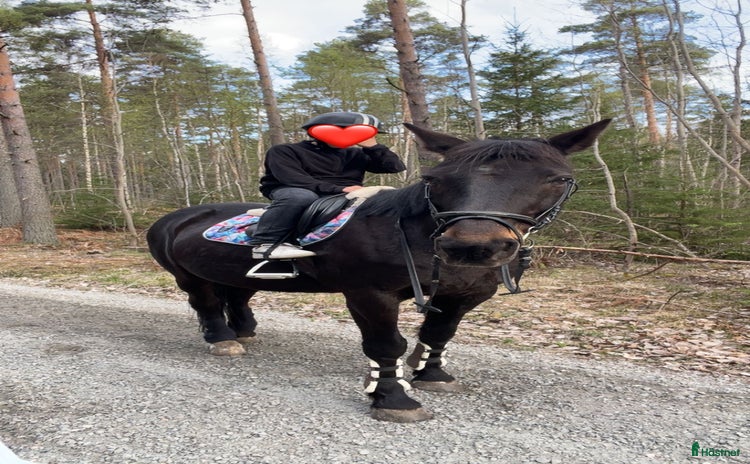  hästar i Fellingsbro - Annons 8