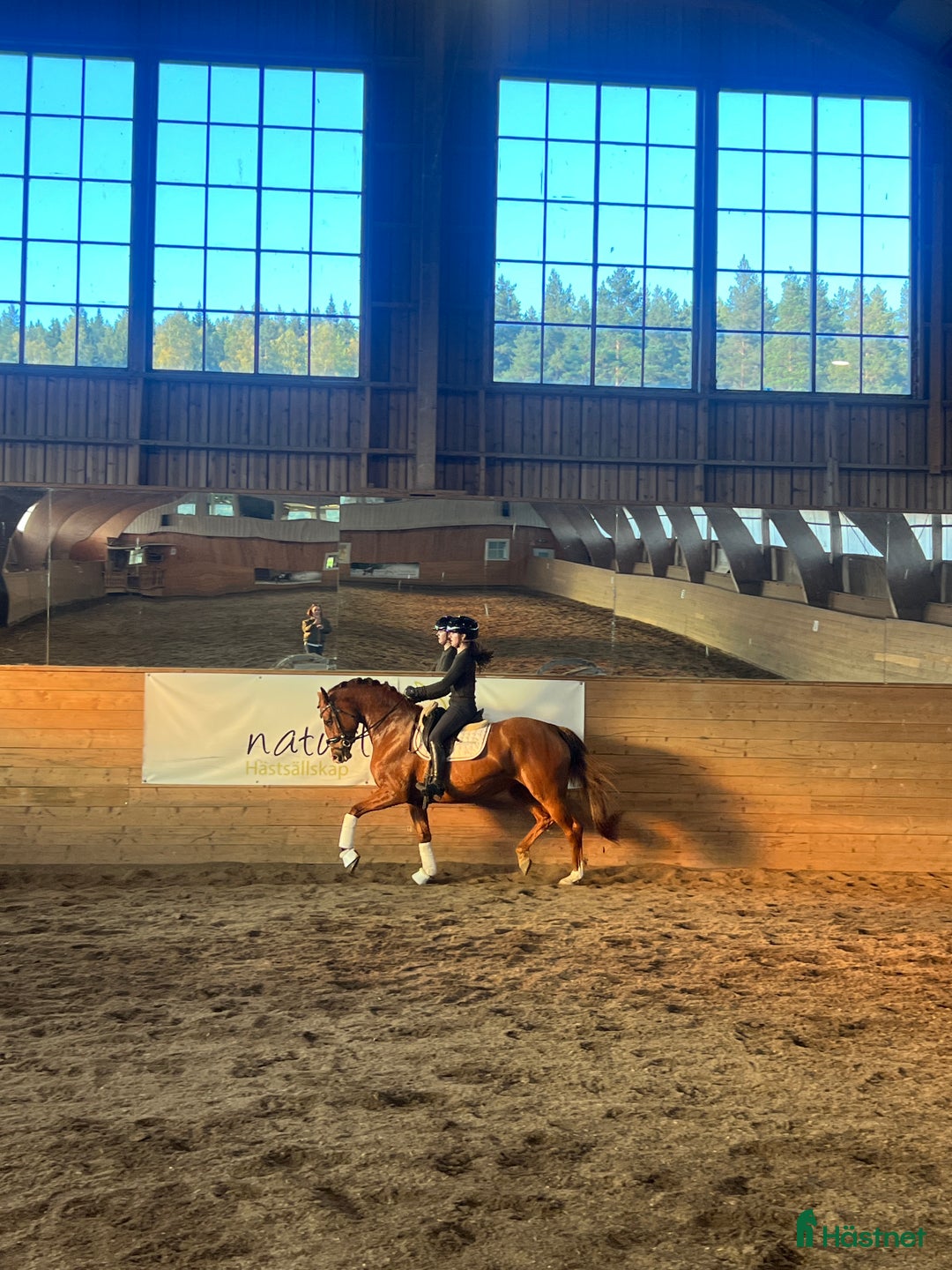 Dressyr hästar till salu: Otroligt kvalitativt sto för framtiden  i Vallsta - Annons 4