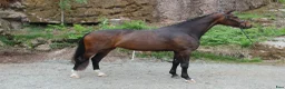 Dressyr hästar till salu: Gångartsföl med galopp ++ - Annons 16