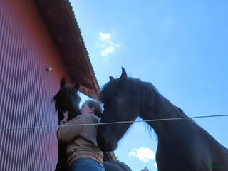 medryttarhäst sökes: Letar du medryttare eller betalande elev? - Annons 3