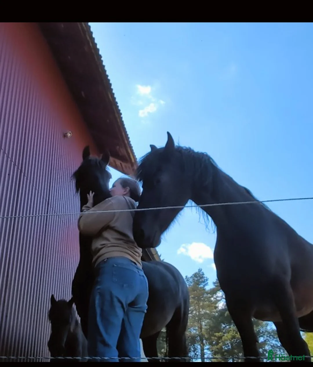  medryttarhäst sökes: Letar du medryttare eller betalande elev? - Annons 1