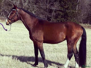 foderhäst Finaste killen behöver nytt hem i Torsåker - Annons 4