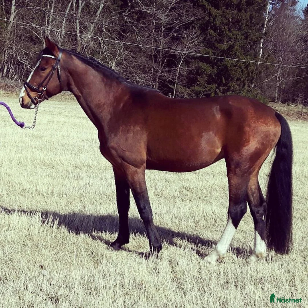  foderhäst finnes: Finaste killen behöver nytt hem - Annons 1