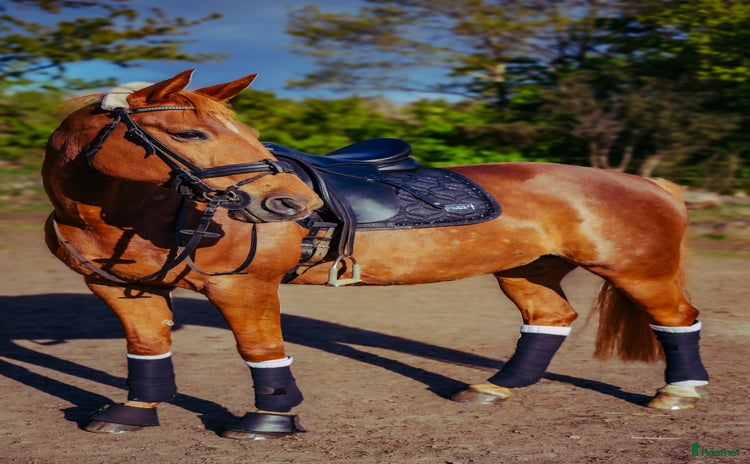  hästar i Varberg - Annons 11