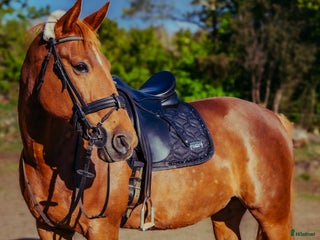 hästar Lyxig ridtravare i Varberg - Annons 11