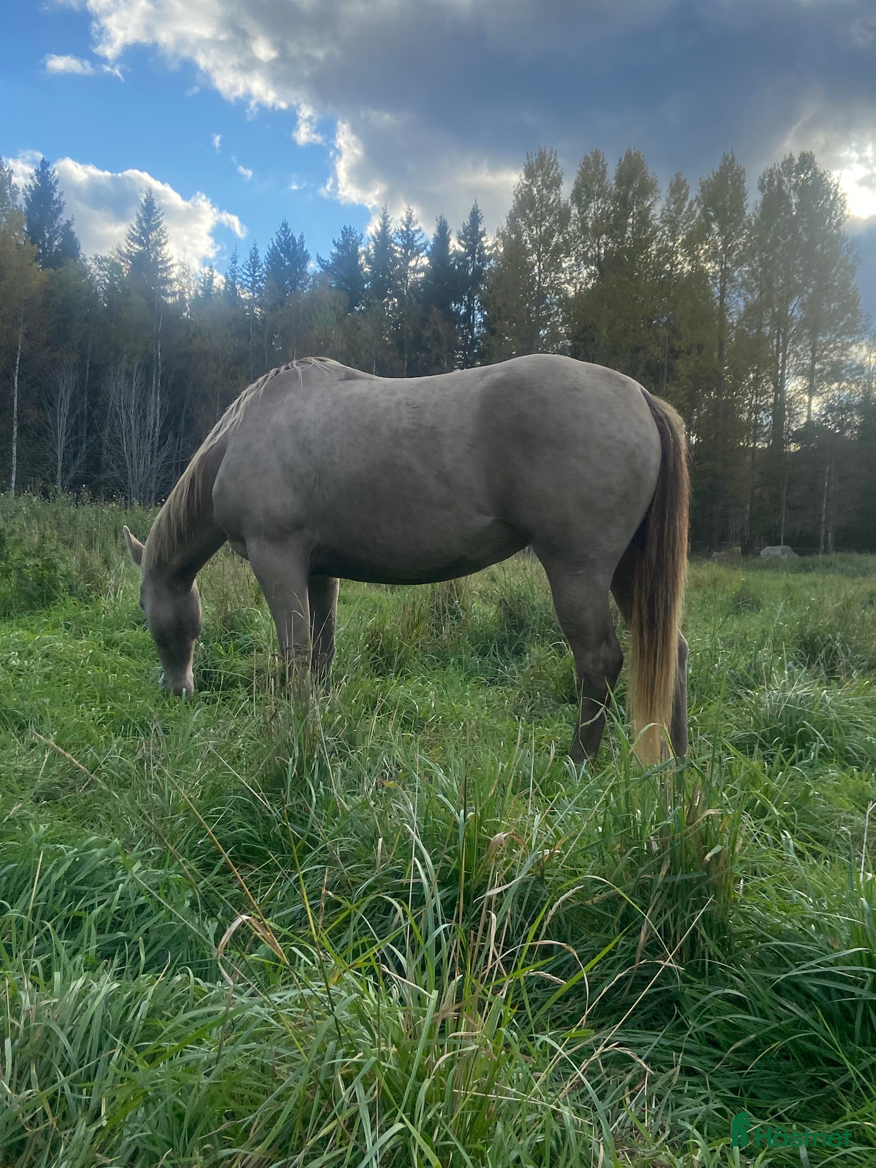  hästservice Unghästar/konvalecent /pensionär  i Arbrå - Annons 16