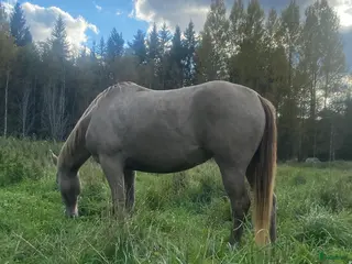 hästservice finnes: Unghästar/konvalecent /pensionär i Arbrå - Annons 2