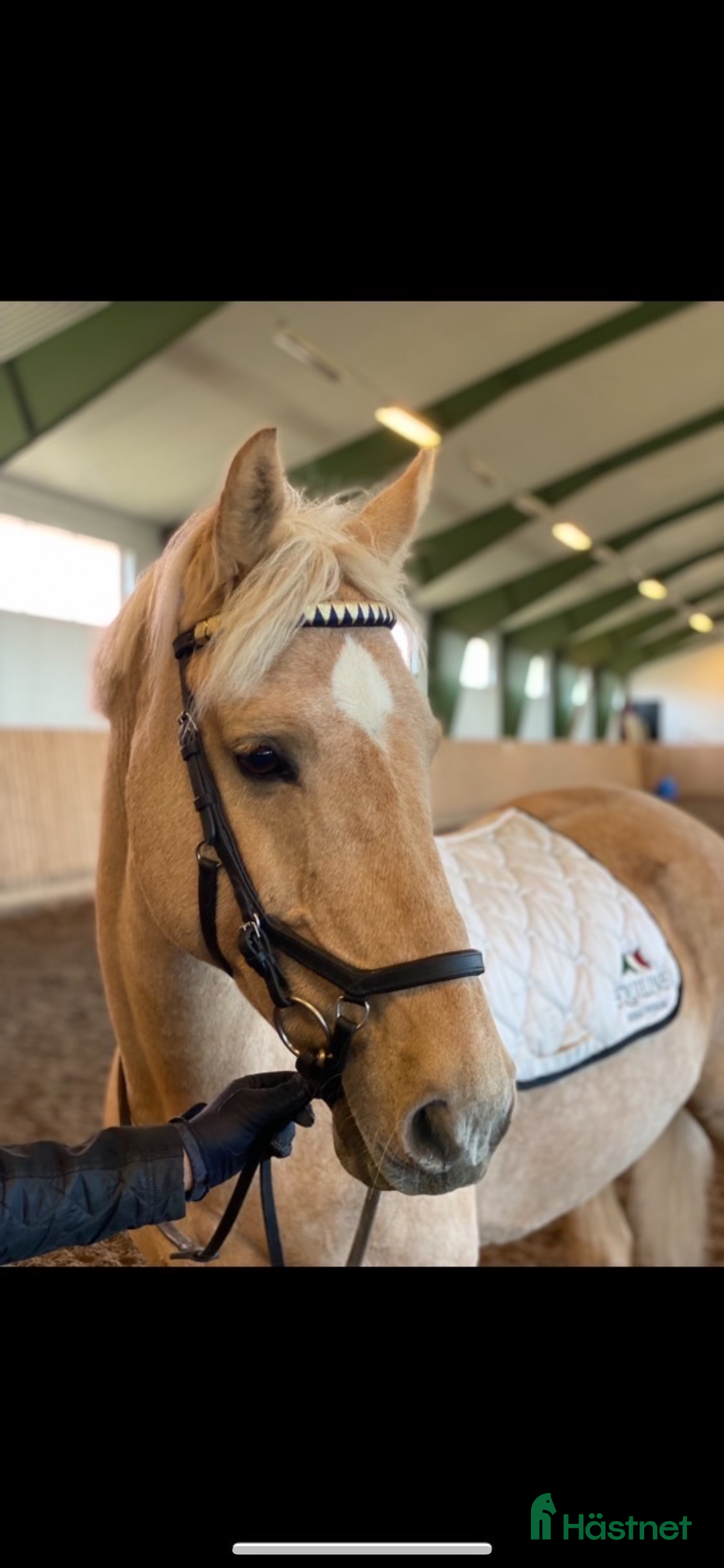 Allround hästar till salu: Cool Läromästare i Lidingö - Annons 7