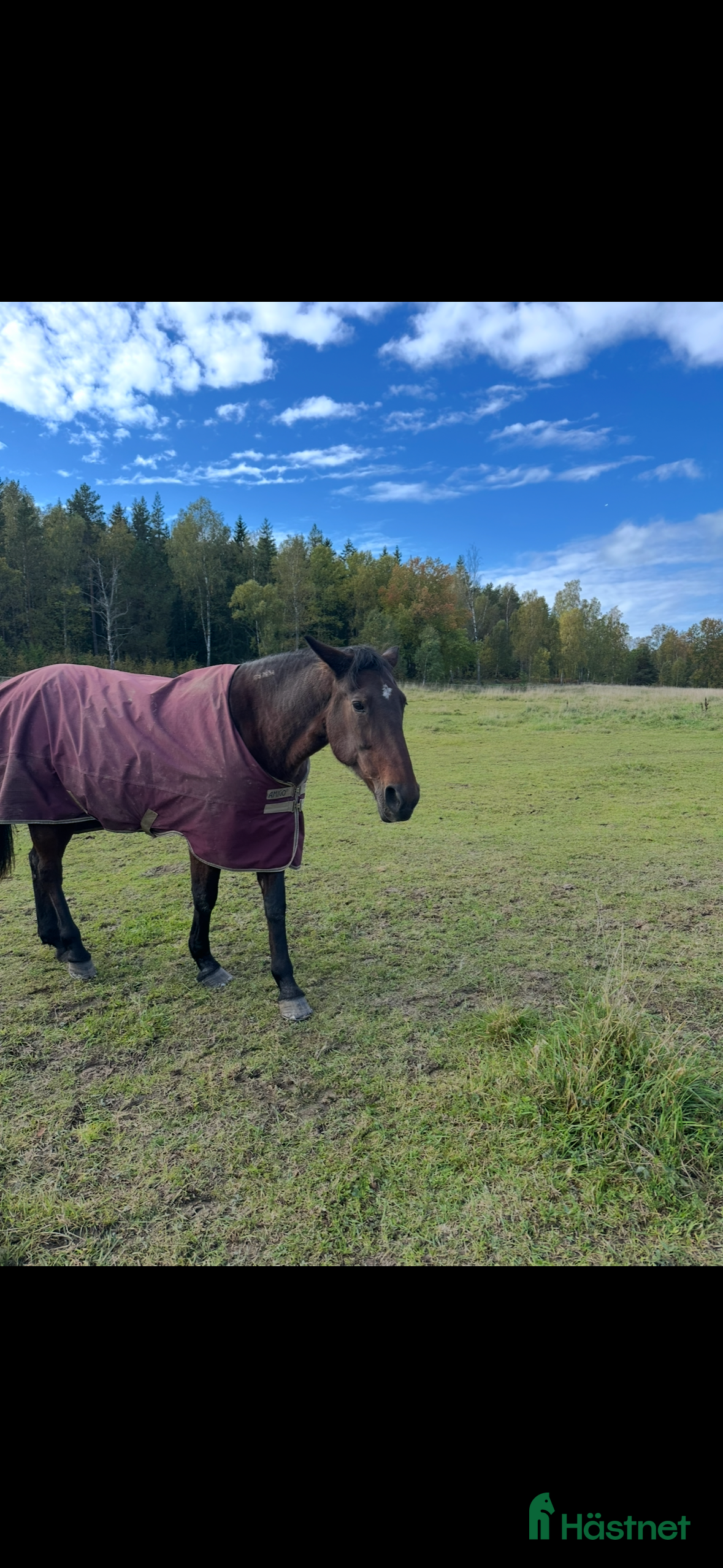  stallplats Lösdriftsplats till sto finnes - Annons 4
