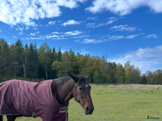 stallplats Lösdriftsplats till sto finnes - Annons 4