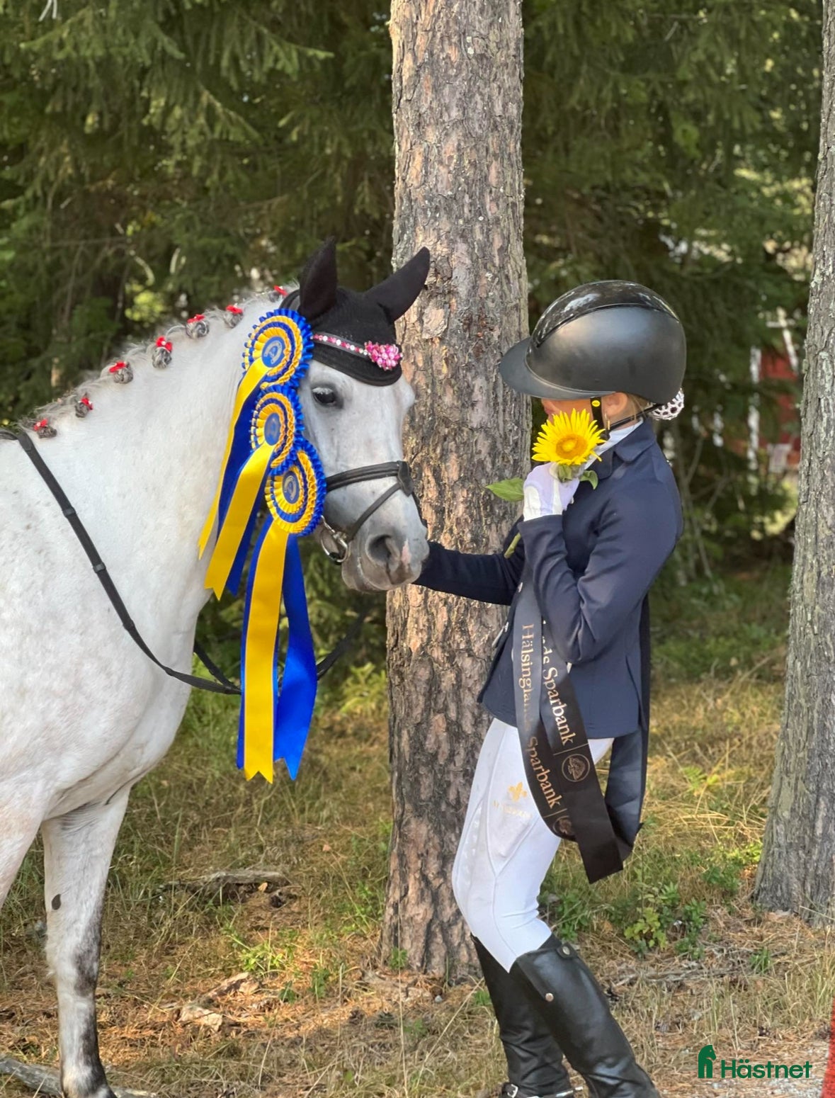  hästar Vacker och personlig C-ponny söker sitt nästa hem i Hudiksvall - Annons 7