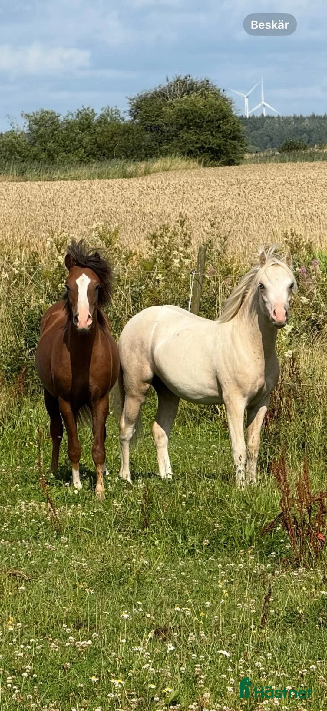 Allround hästar till salu: Vackert och snäll Welsh Mountain  i Veddige - Annons 4