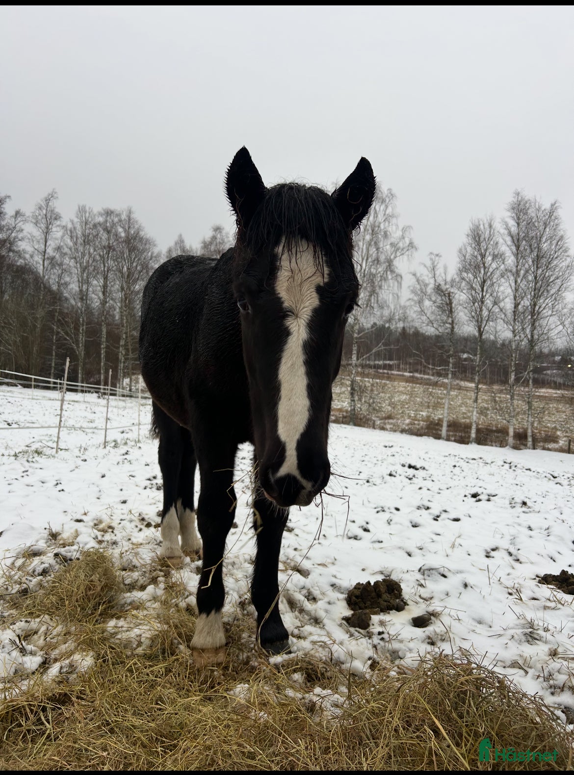  hästar Kallblodsföl till salu  i Borlänge - Annons 3
