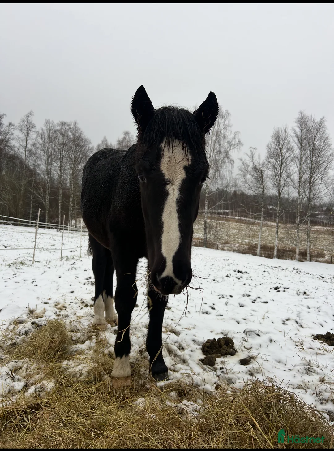 Trav hästar till salu: Kallblodsföl till salu  i Borlänge - Annons 1