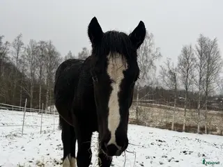 hästar Kallblodsföl till salu i Borlänge - Annons 17
