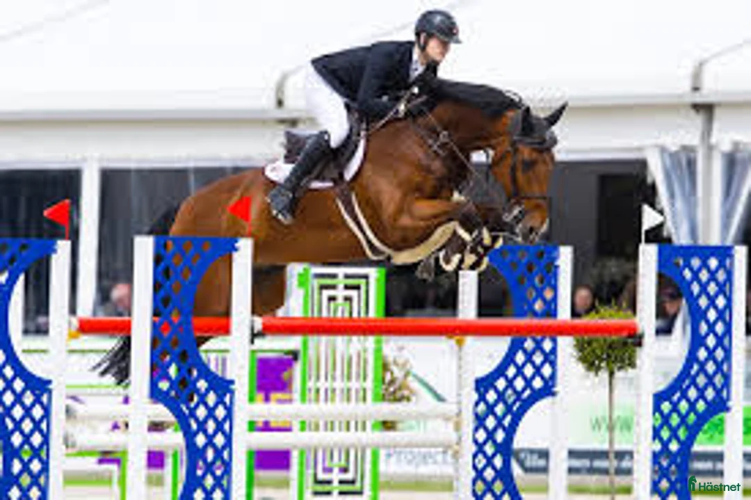 Hoppning hästar till salu: Svårklasshäst i Eldsberga - Annons 2