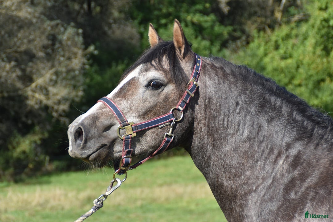 Hoppning hästar till salu: Kvalitetsponny med förärvningssäker stam, hoppning i Skivarp - Annons 4