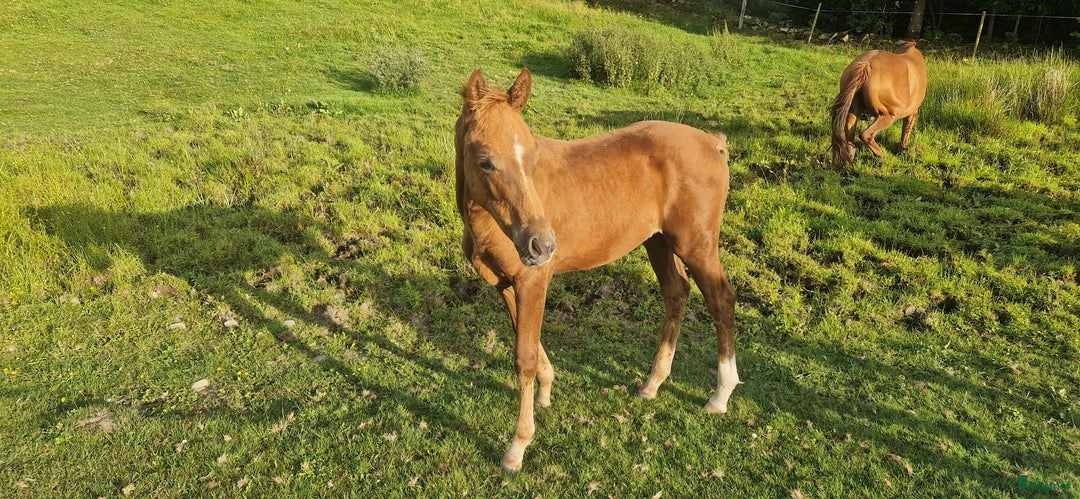 Dressyr hästar till salu: Fin kille e Van Vivaldi  i Höör - Annons 2