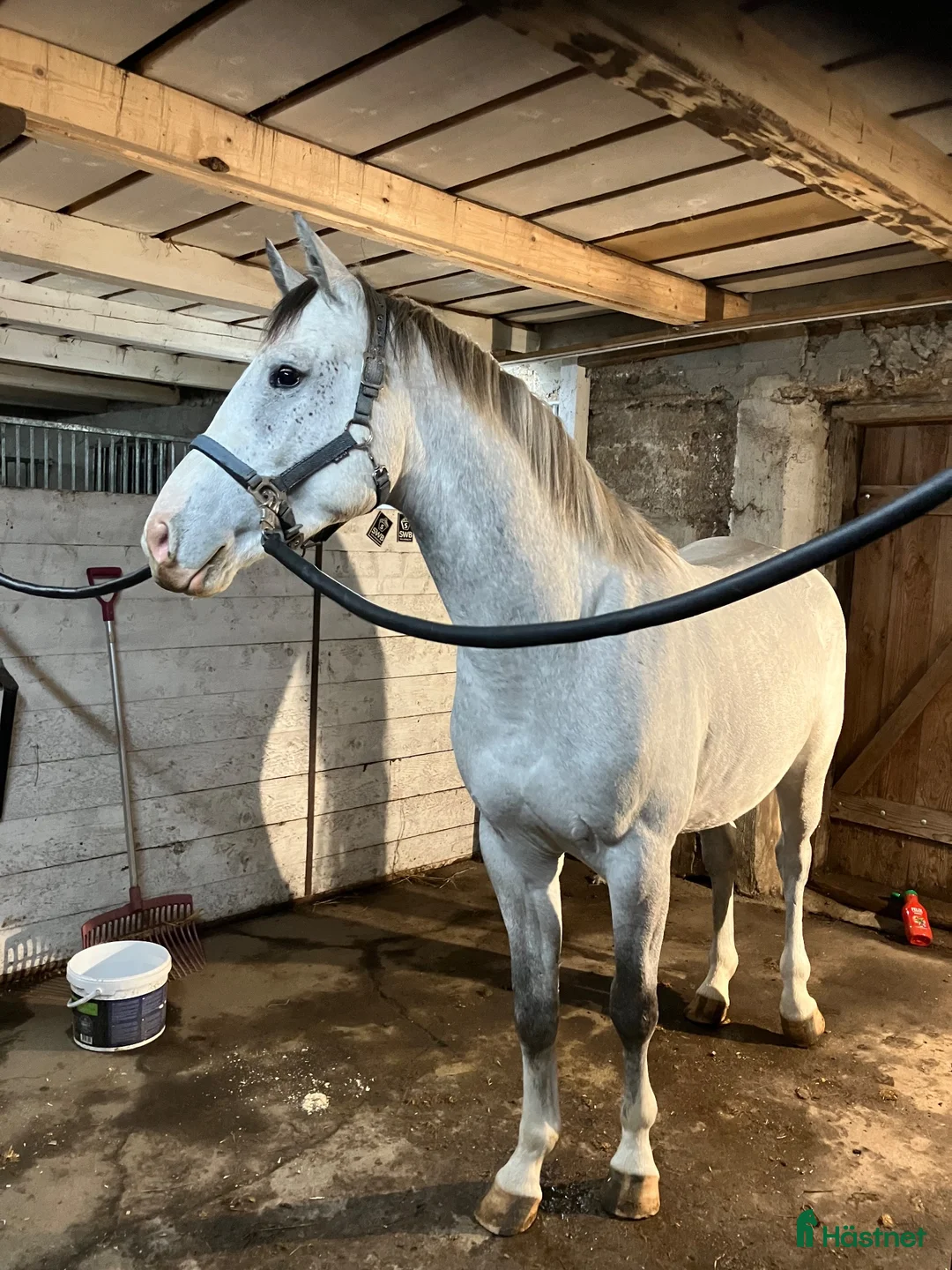 Hoppning hästar till salu: 3åring e. Colorit Z (1.60) - Querlybet Hero (1.55) - Annons 2