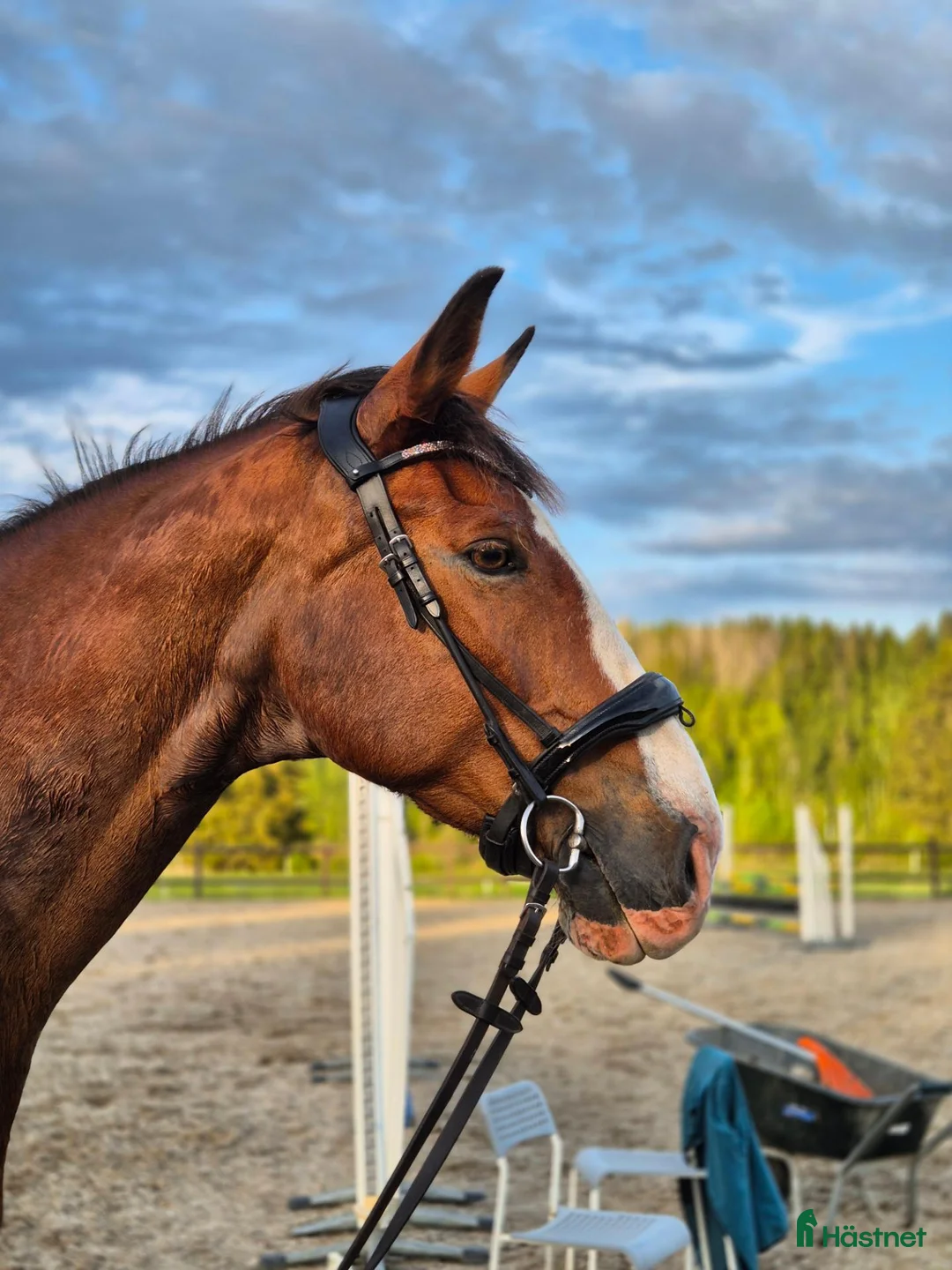 Allround hästar till salu: En bästa vän - Annons 1