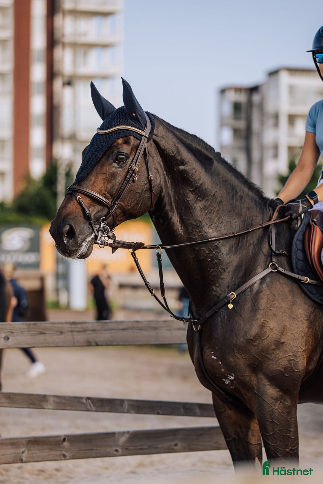 Hoppning hästar till salu: En valack som syns i mängden  i Linköping - Annons 3