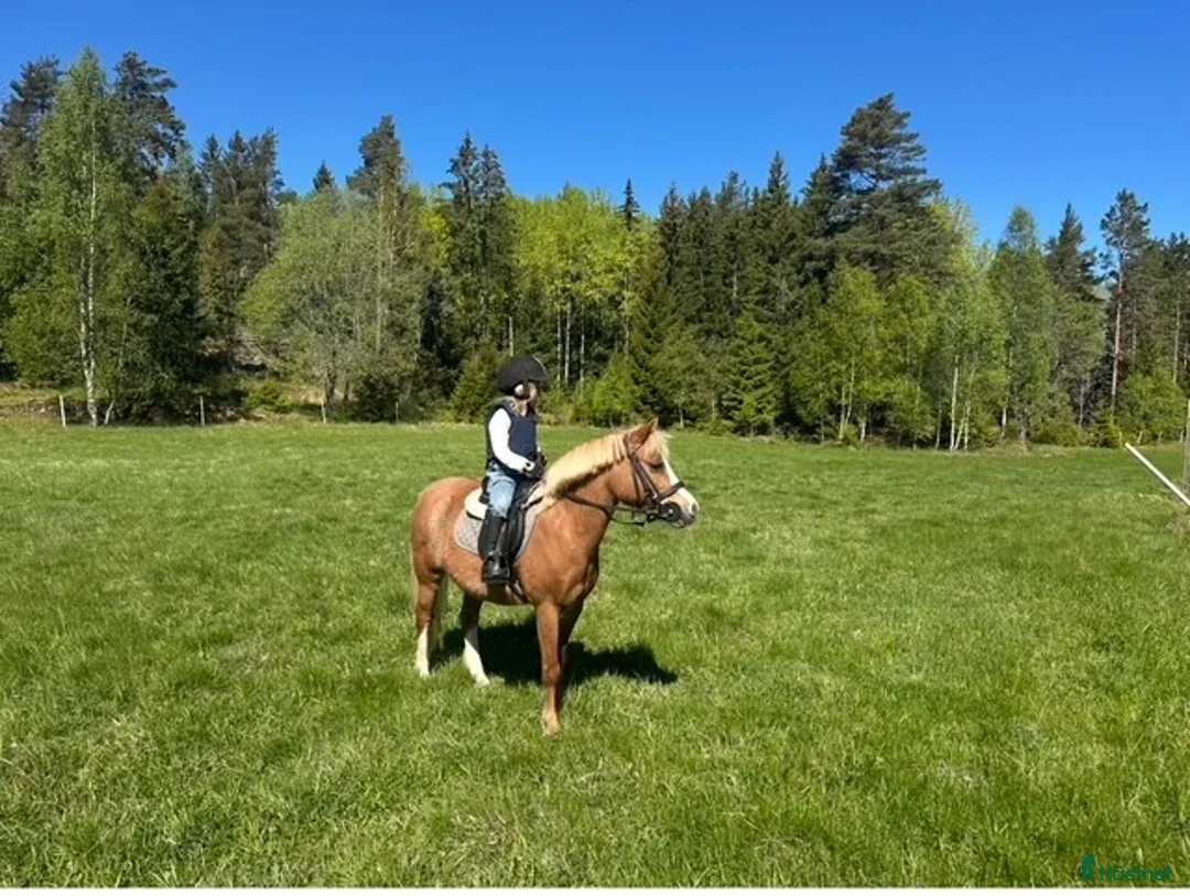 Allround hästar till salu: Tryggt welsh mountainsto i Nyköping - Annons 2