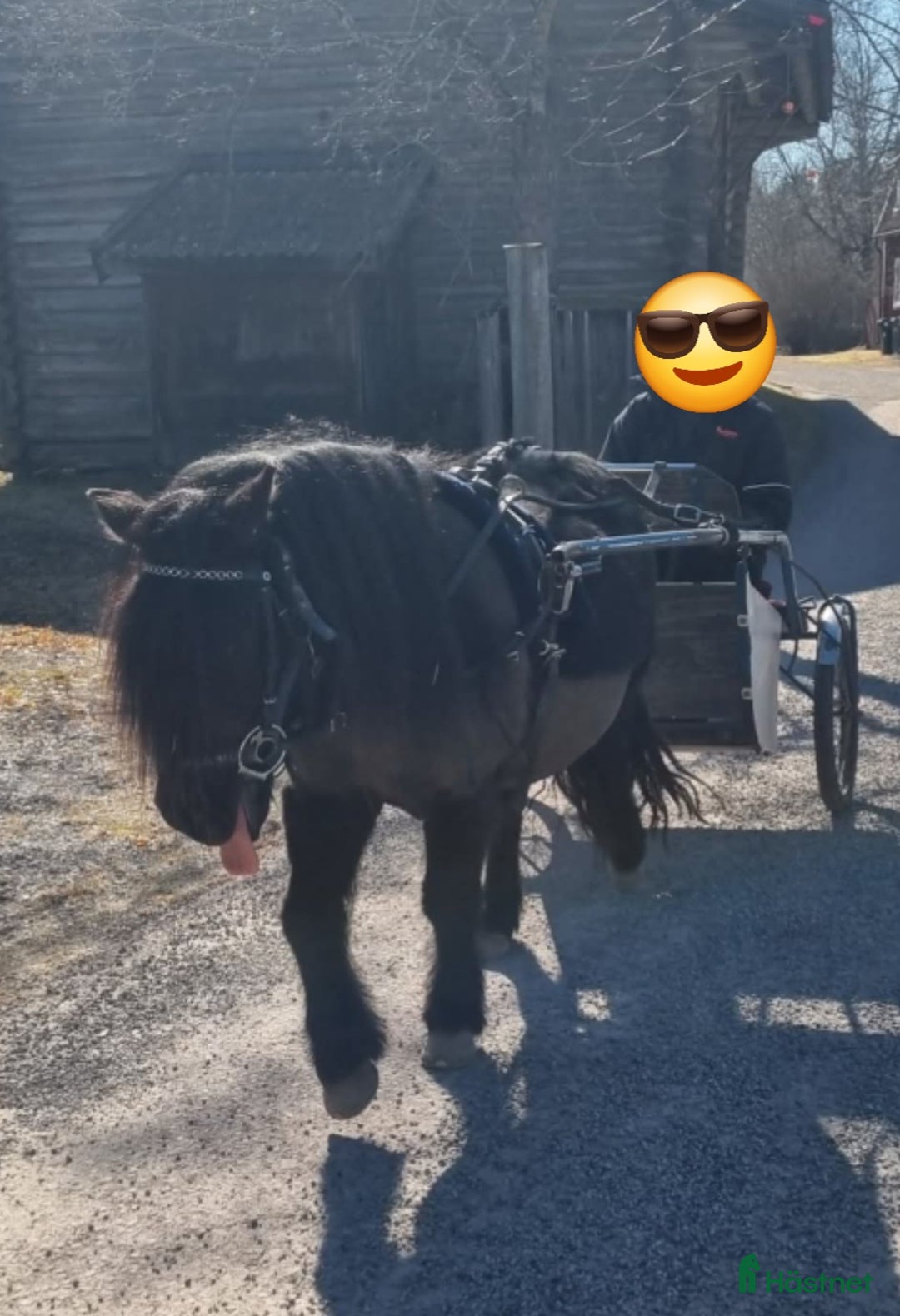 Allround hästar till salu: Allround ponny i Rättvik - Annons 2