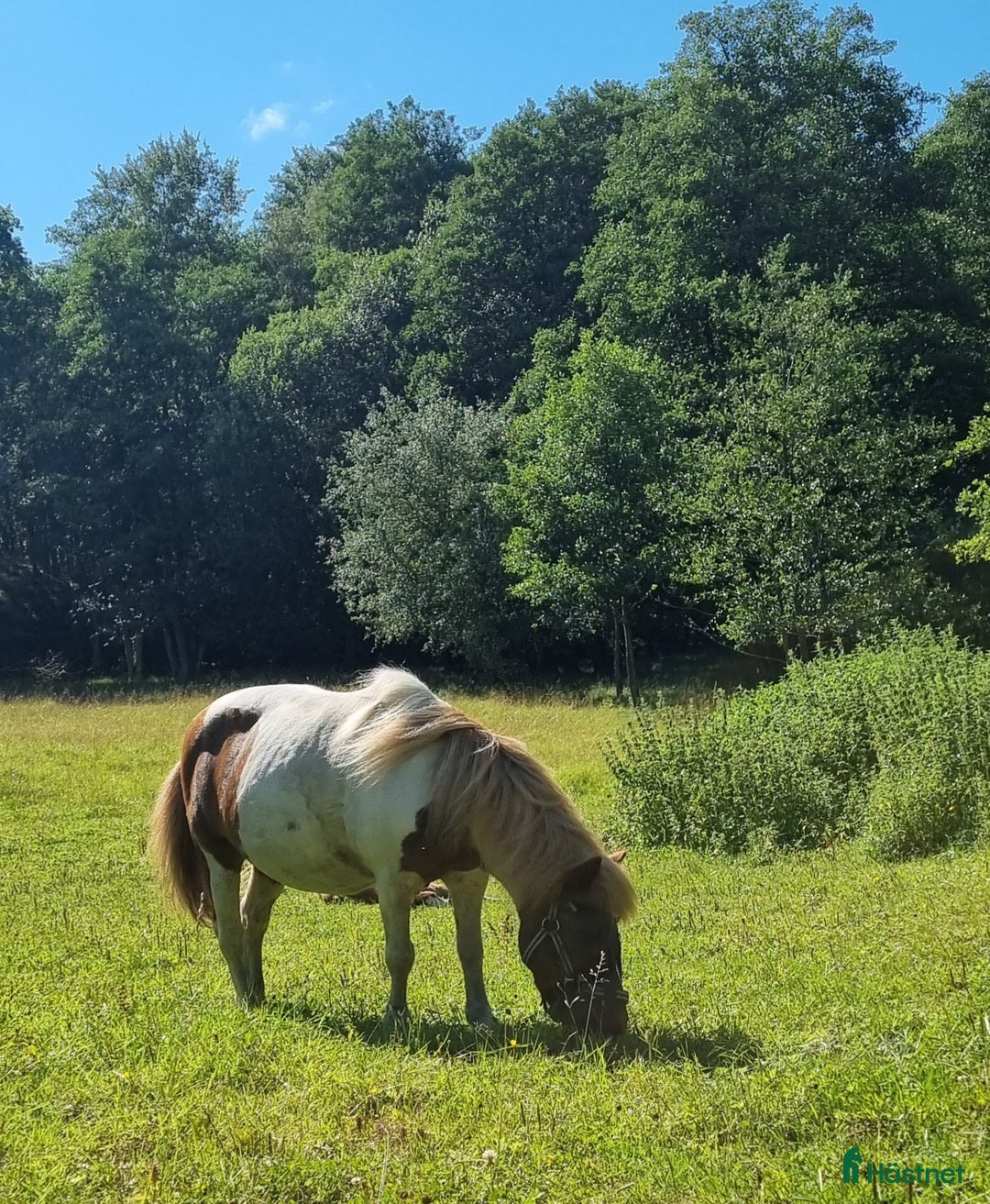  medryttarhäst finnes: 2 ponnys söker medryttare i Mölnlycke - Annons 5