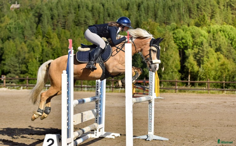  hästar i Umeå - Annons 1