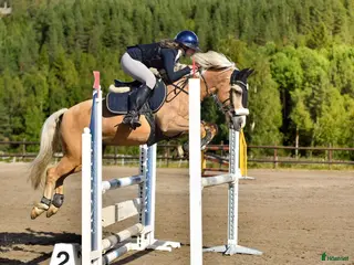 hästar Rosettplockare till salu - Annons 8