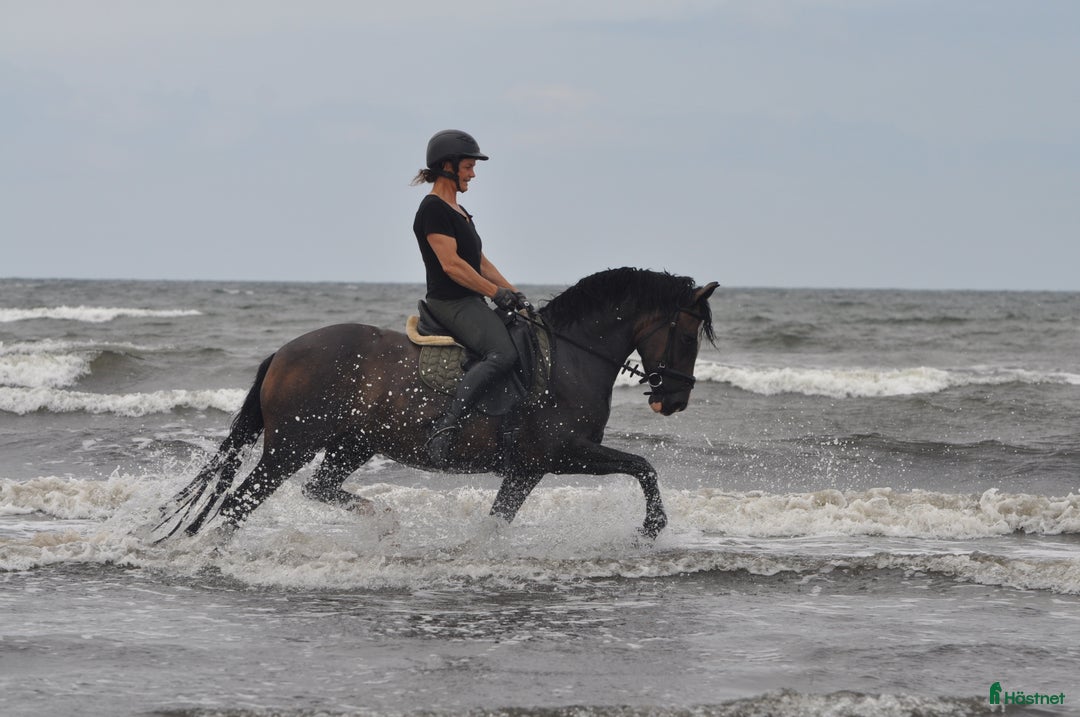  medryttarhäst finnes: Vill du djupdyka inom avel, ponny och ridning? i Hjärnarp - Annons 7