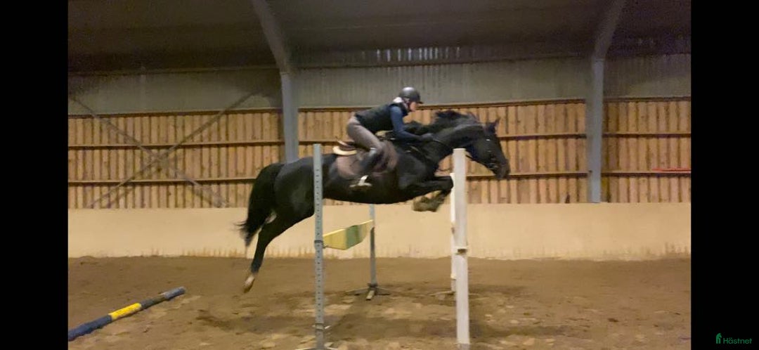 Allround hästar till salu: Vackert sto med fin stam för valfri disciplin  i Sollentuna - Annons 3