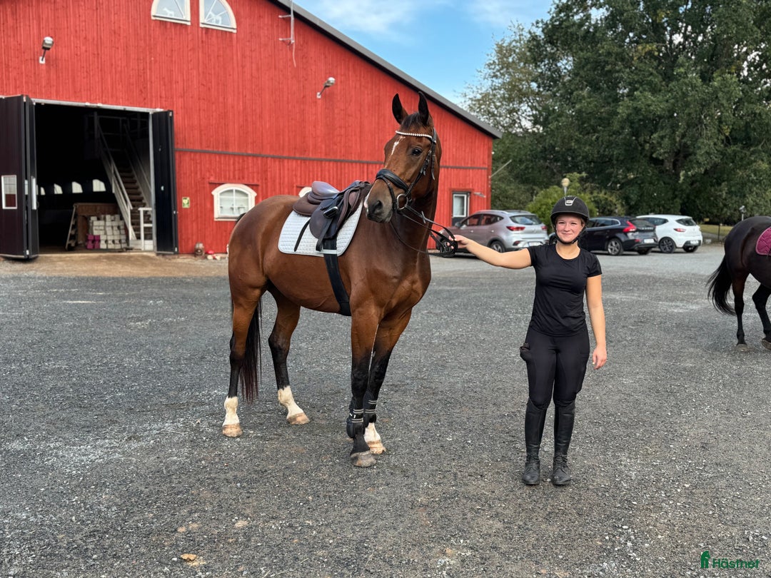  hästservice finnes: Julklappstips! Ridläger sommaren 2026 i Lidköping - Annons 7