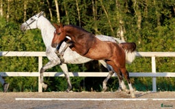 Hoppning hästar till salu: Välstammad hopphingst - lägg bud! i Ljungskile - Annons 1
