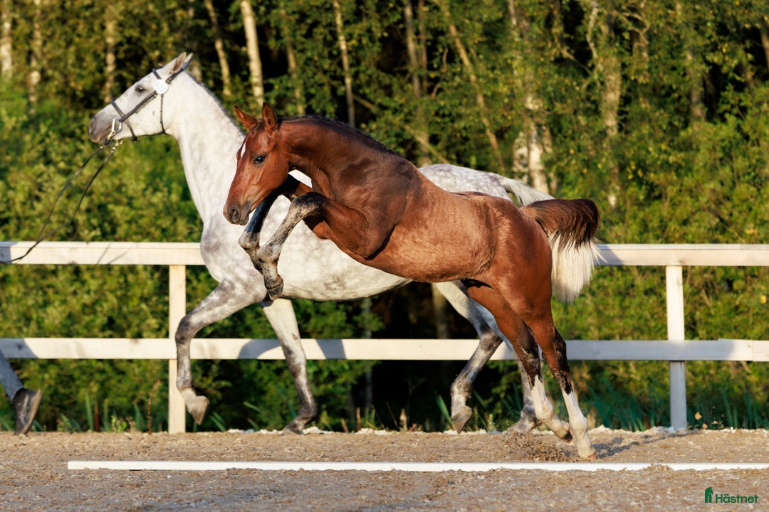 Hoppning hästar till salu: Välstammad hopphingst - lägg bud! i Ljungskile - Annons 1