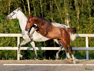 hästar i Ljungskile - Annons 3
