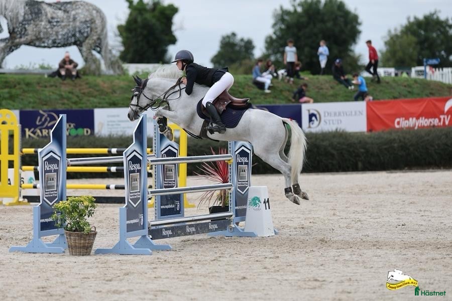  hästar Top 138 showjumping pony Kyle Ace!  - Annons 2