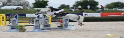 Hoppning hästar till salu: Top 138 showjumping pony Kyle Ace!  i Stockholm - Annons 2
