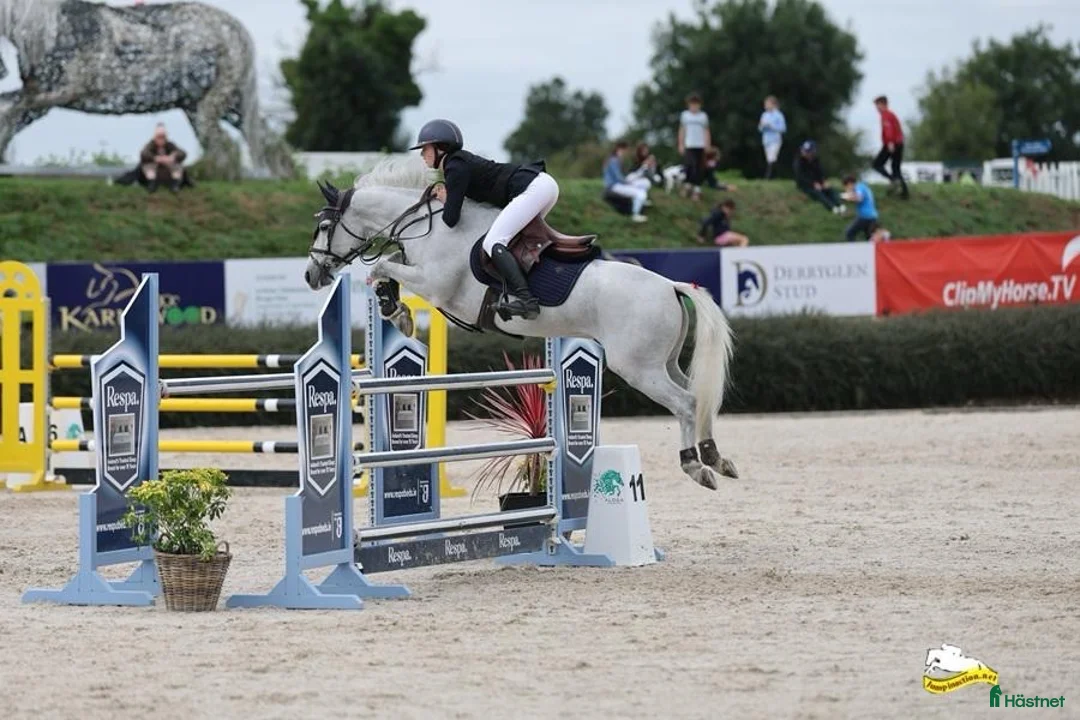 Hoppning hästar till salu: Top 138 showjumping pony Kyle Ace!  i Stockholm - Annons 2