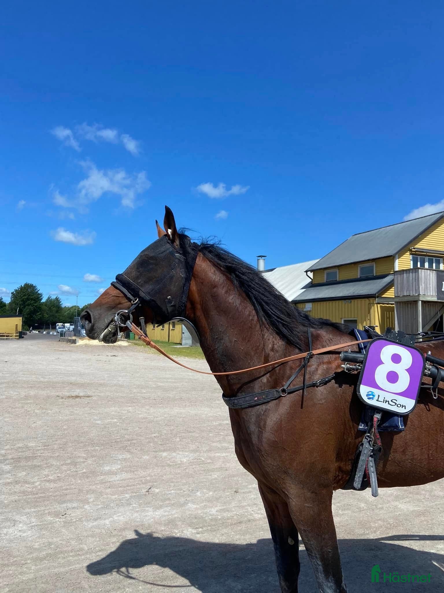  hästar 9-årig kille som vill bli sällskapshäst - Annons 2