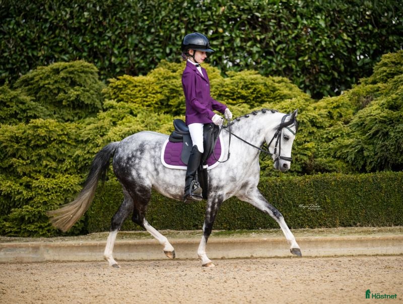  hästar Fantastisk maxad B-ponny talang för alla grenar - Annons 2