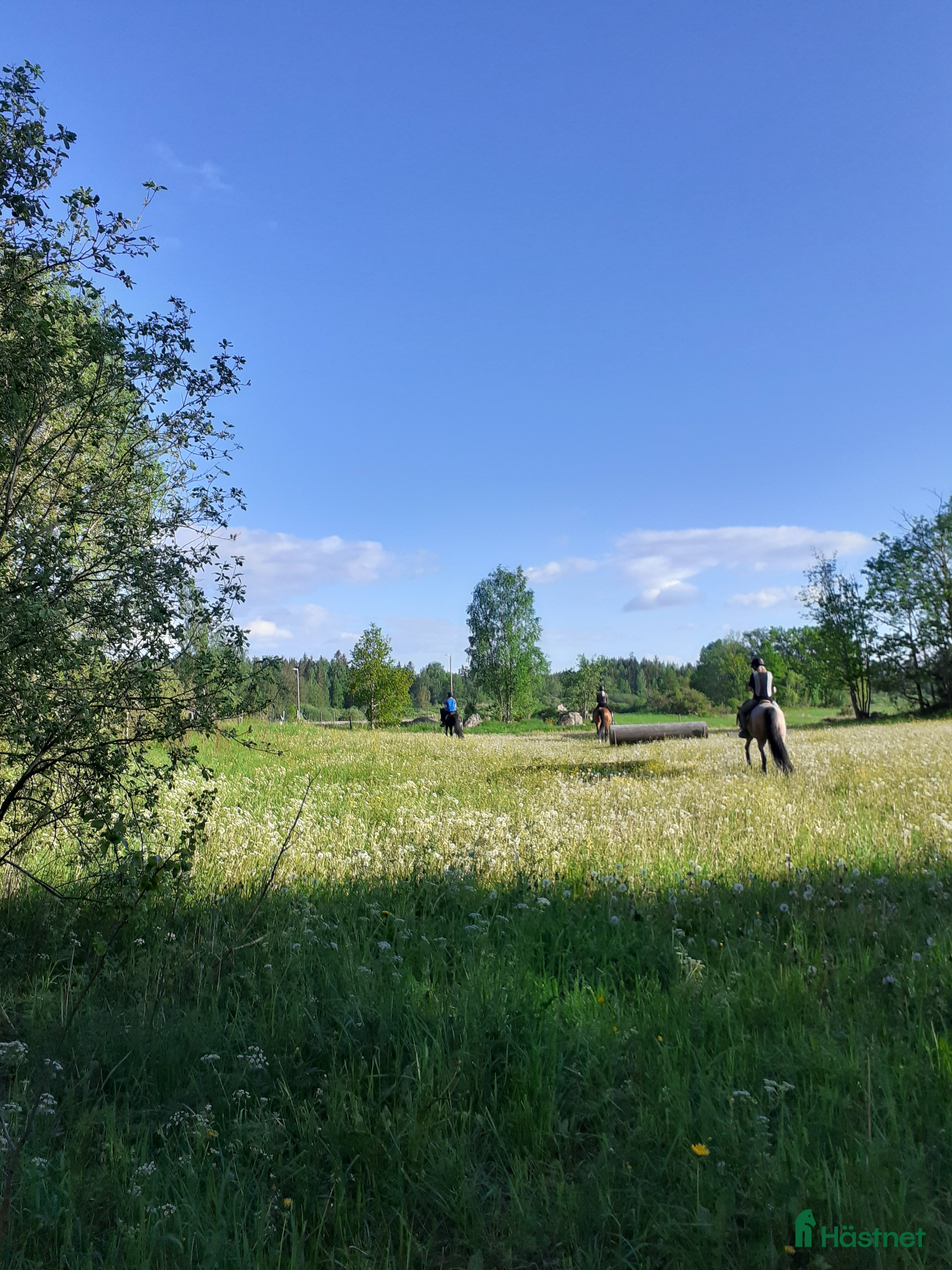  stallplats Lösdrift där hästar får vara hästar. i Tjällmo - Annons 10