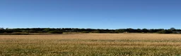  stallplats finnes: Lösdriftsplats för islandsvalacker- Vallentuna - Annons 5
